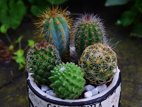 Aranjament cu cactusi